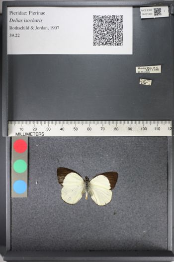 Media type: image;   Entomology 131820